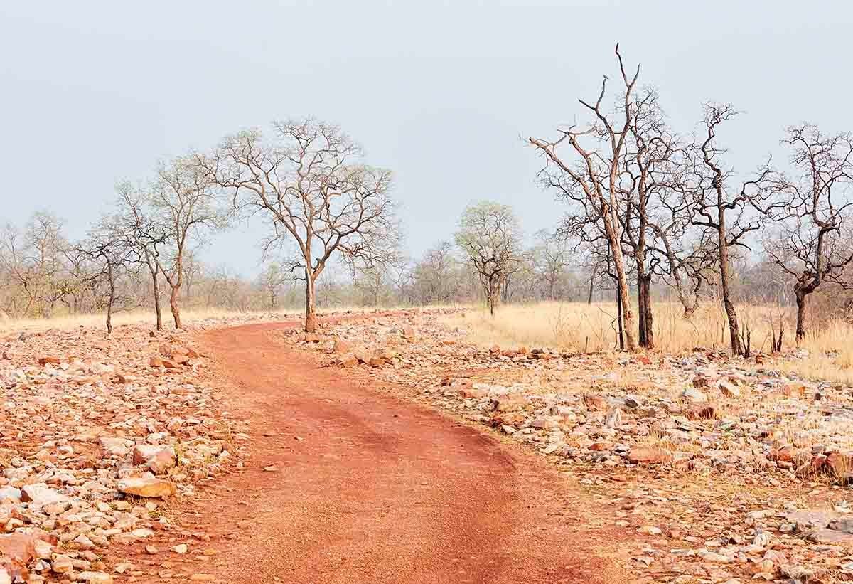 Tadoba-forest-maharashtra-landscape-photography-srini