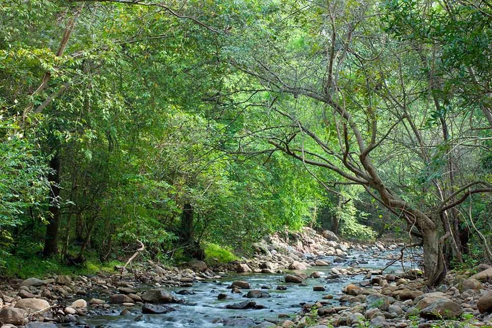 forest-servarayan-hills-landscape-photography-salem-srini-explores