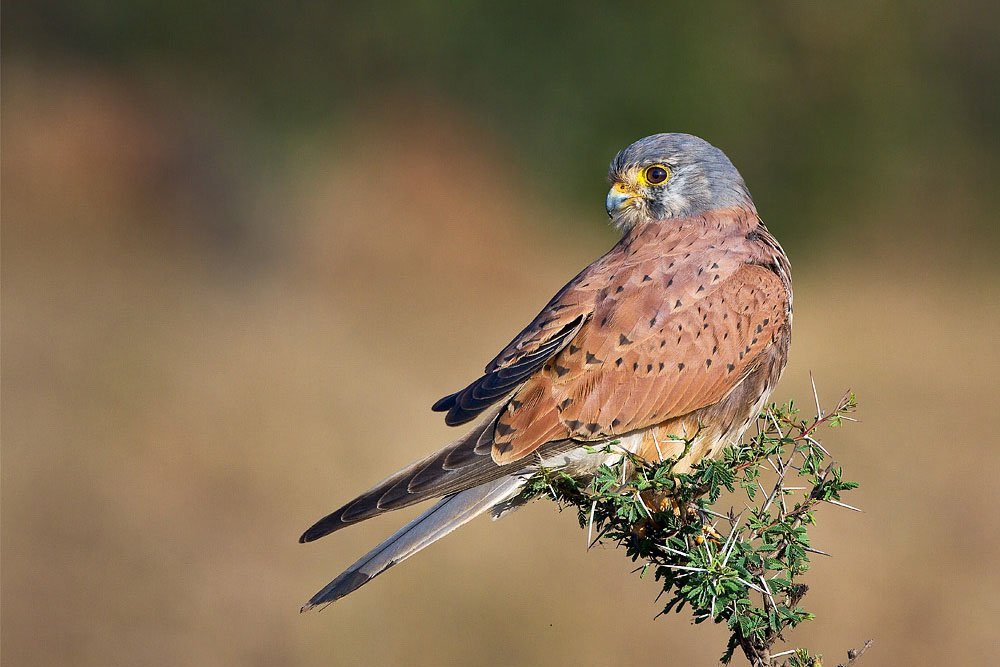 kestral-male-bird-photography-coimbatore-srini-explores