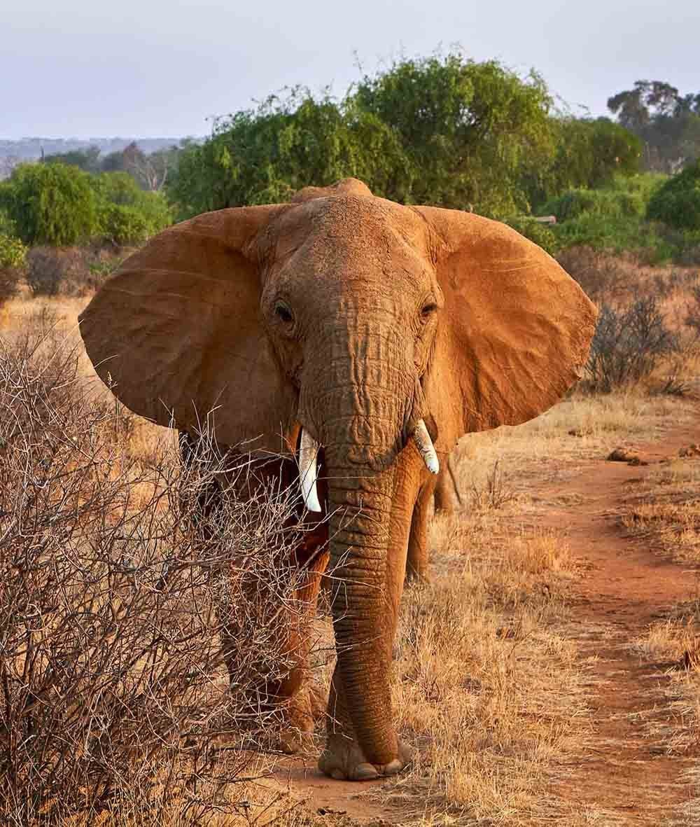 young-elephant-samburu-reserve-coimbatore-photographer